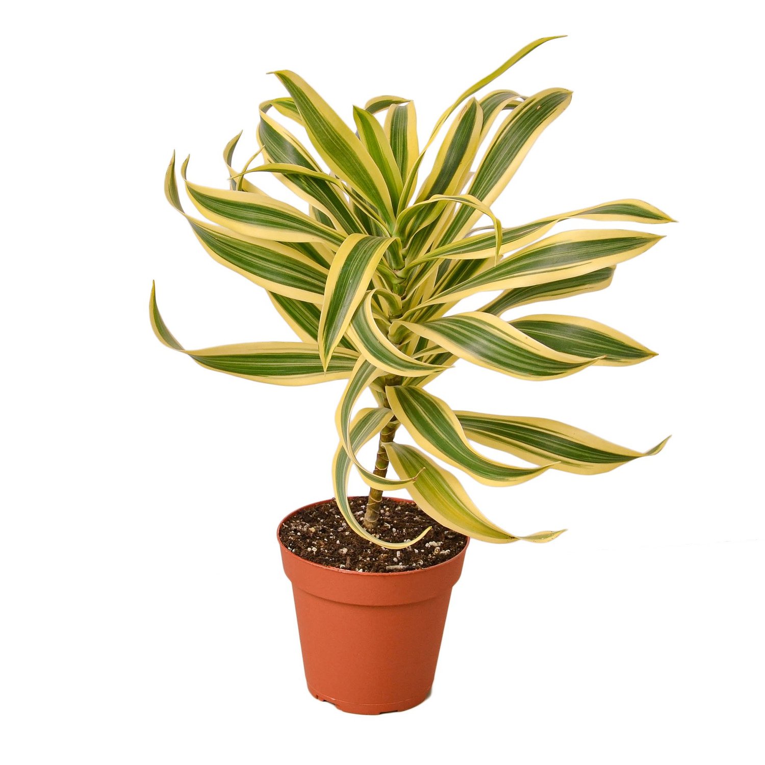 Dracaena Assortment Variety  The Zen Succulent | Low Maintenance Greenery  At Your Doorstep