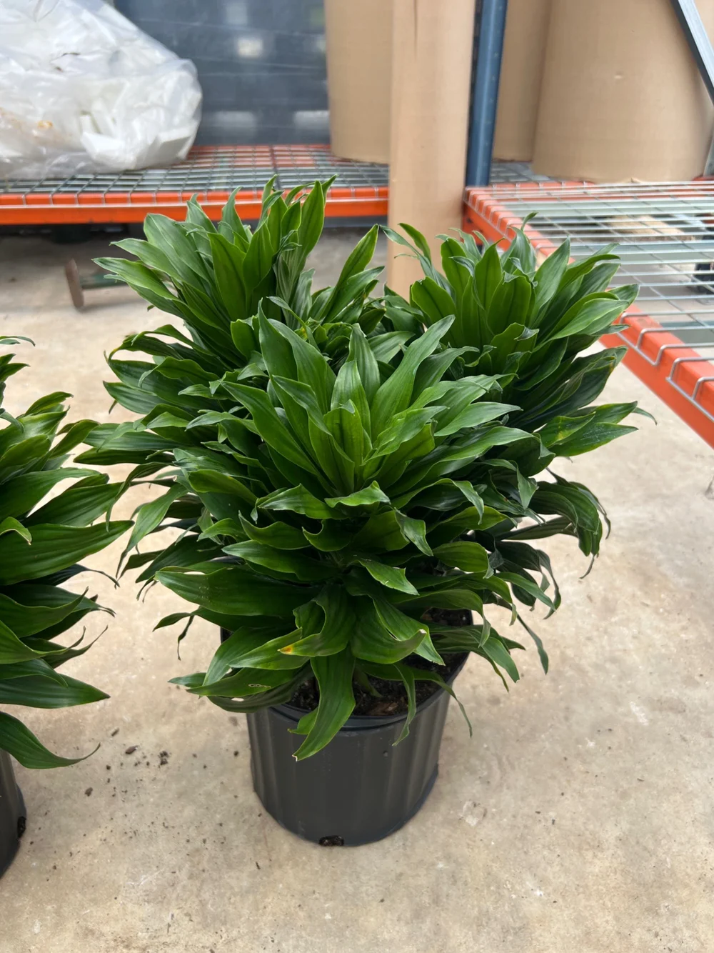 pflege pflanze elefantenfuß Baby Elefantenfuß Beaucarnea recurvata Flaschenbaum Wasserpalme Zimmer –  Blumen-Senf®