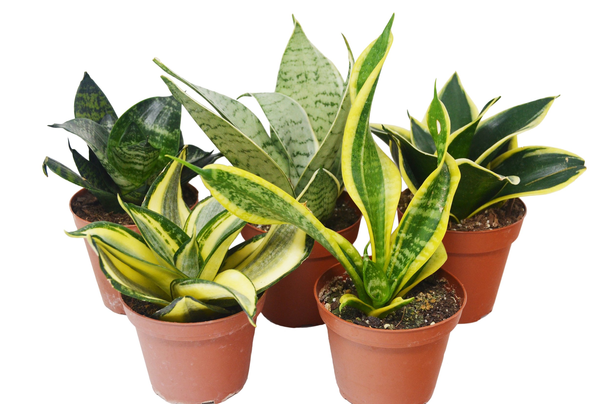 Sansevieria-starpower-The--ZEN-Succulent2.jpeg