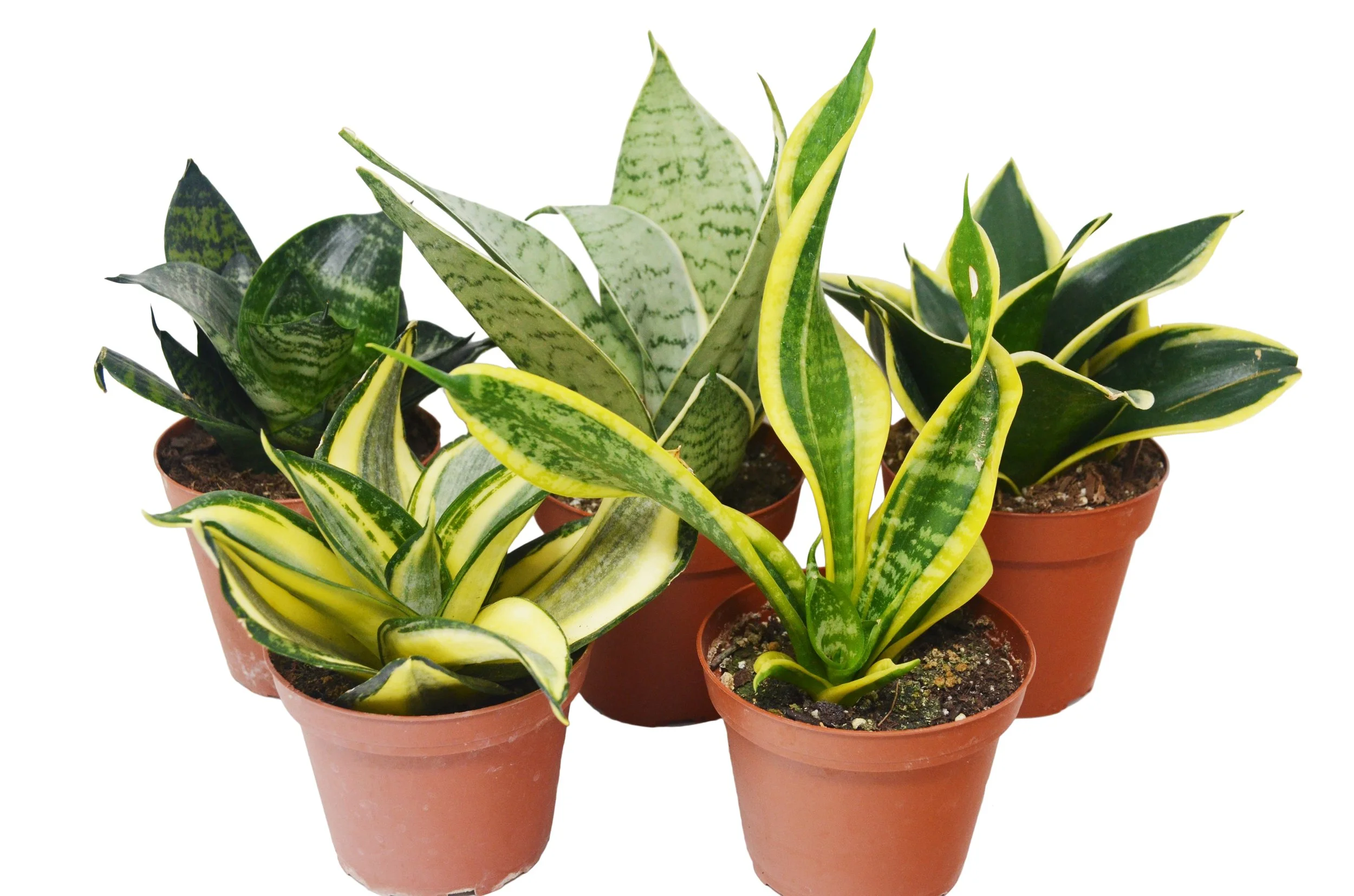 Sansevieria 'Starpower' Snake Plant Assorted Variety Single