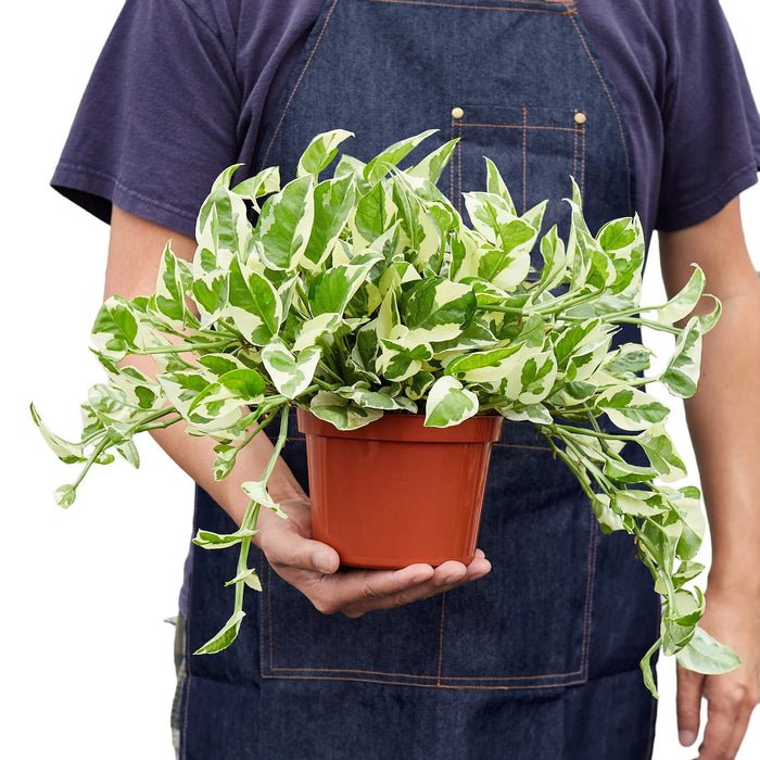 Pothos 'N'Joy' Houseplant  The Zen Succulent | Low Maintenance Greenery At  Your Doorstep