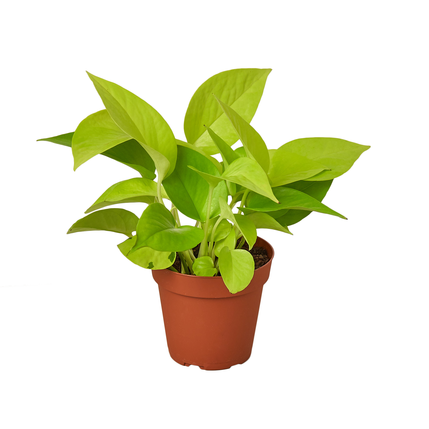 succulent pickle plant Delosperma echinatum --Pickle Plant--