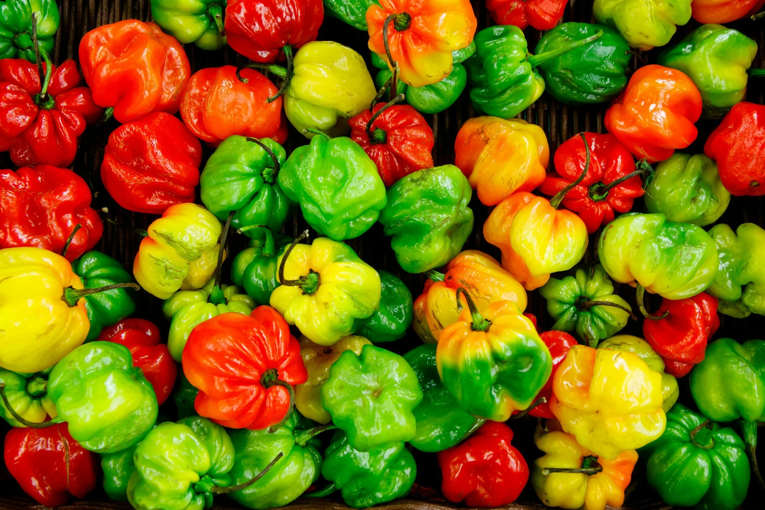 pepper variety