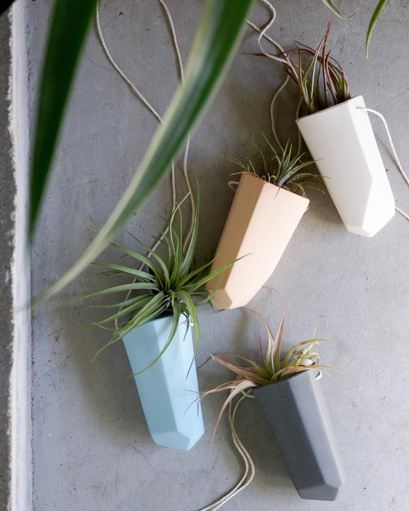 Plant Tip Tuesday

I used to think all houseplants needed soil. It felt like a rule. But once I started experimenting, I realized some of my favorite plants actually thrive without it&mdash;and honestly, it made plant care feel way more approachable.