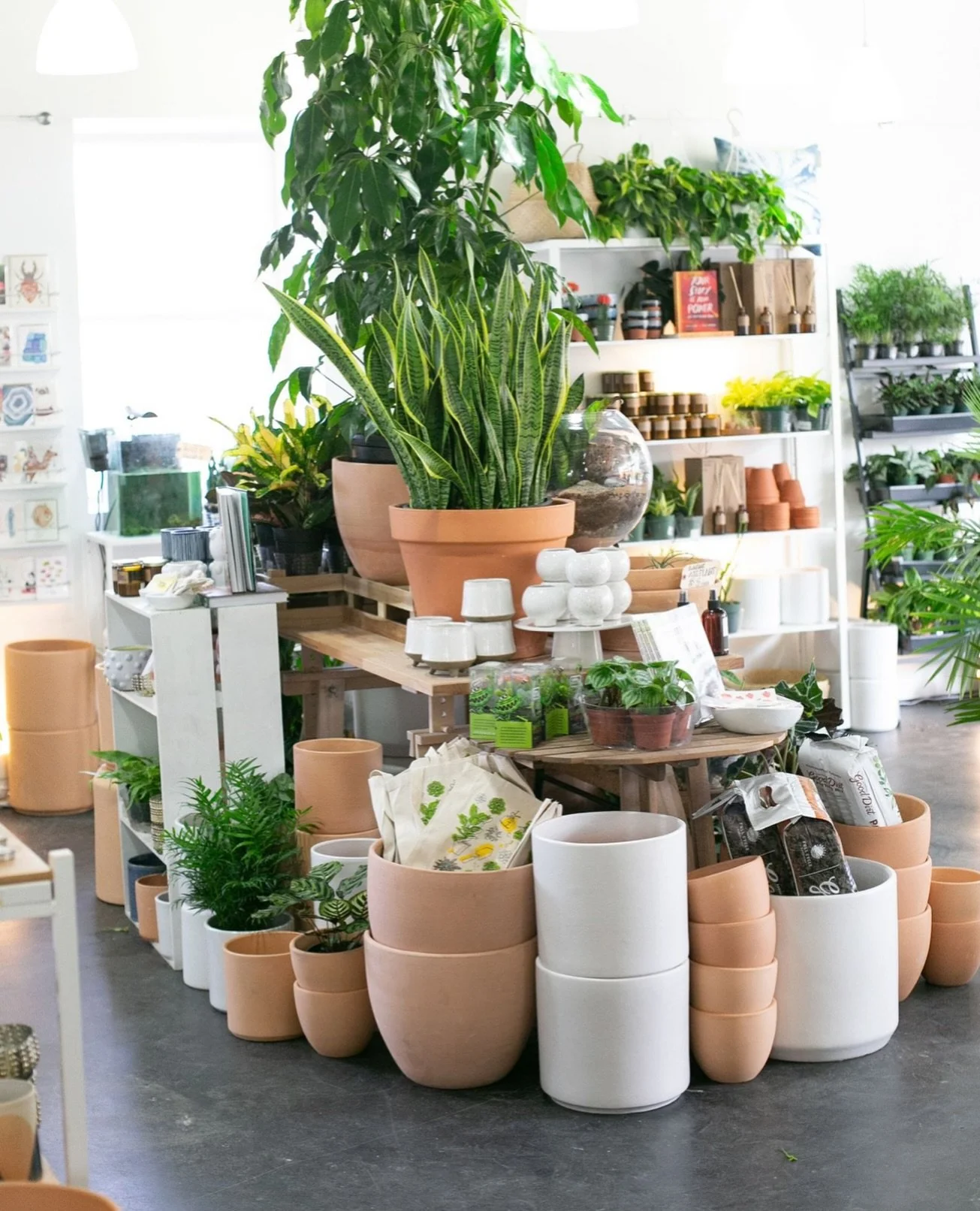 Plant Tip Tuesday

If you&rsquo;ve ever said, &ldquo;I just can&rsquo;t keep plants alive,&rdquo; this one&rsquo;s for you.

I&rsquo;ve heard it more times than I can count&mdash;and honestly, I get it. Not everyone has the time (or sunlight) to keep