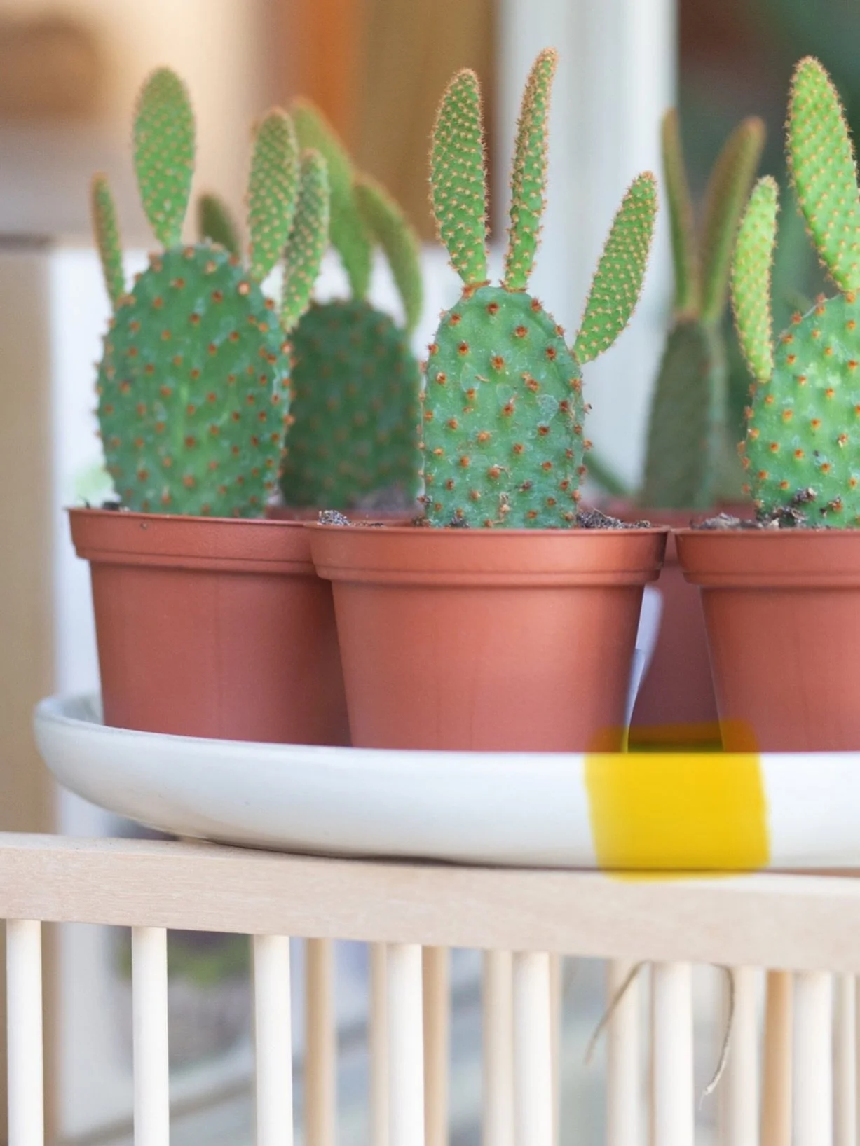 Plant Tip Tuesday | 🔗 : https://www.thezensucculent.com/blog/indoor-plants-outside-guide
 
If you&rsquo;re like me, you want your indoor plants to enjoy a little fresh air&mdash;but you can&rsquo;t just set them outside and hope for the best. Sudden