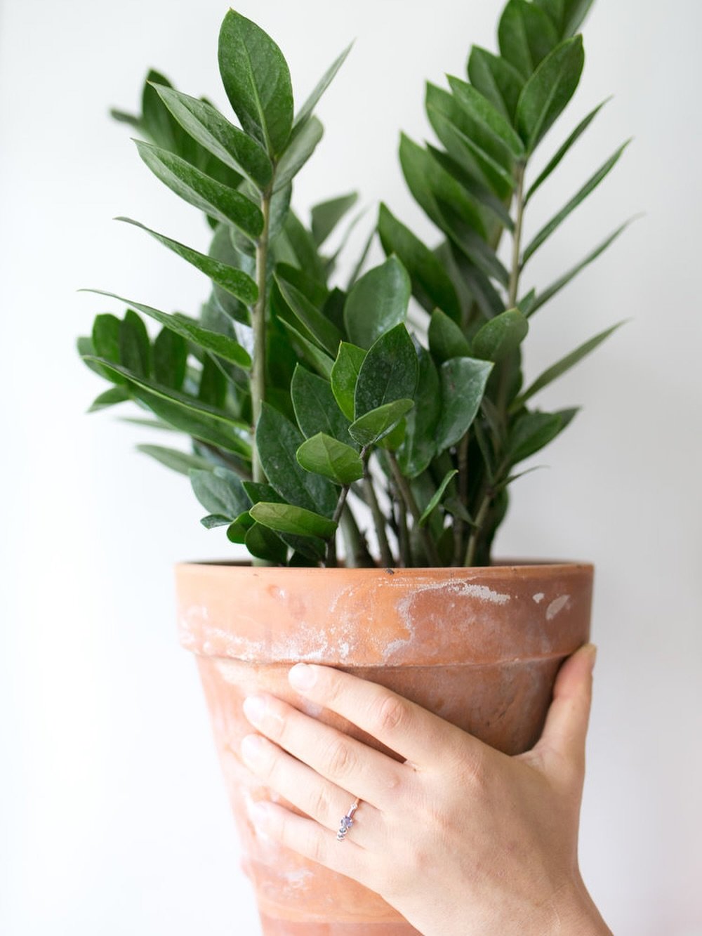 &ldquo;Root bound&rdquo; isn&rsquo;t a bad word around here.

🔗 | https://www.thezensucculent.com/blog/indoor-plants-like-to-be-root-bound

When I first started caring for indoor plants, I used to think that tight roots meant trouble&mdash;but the m