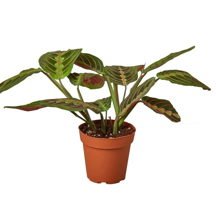 Maranta Red Prayer The ZEN Succulent1 (1).jpg