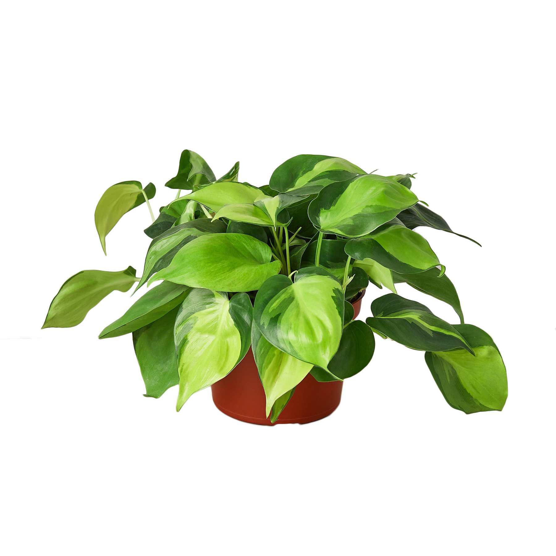 1-Philodendron-Brasil-6.jpg