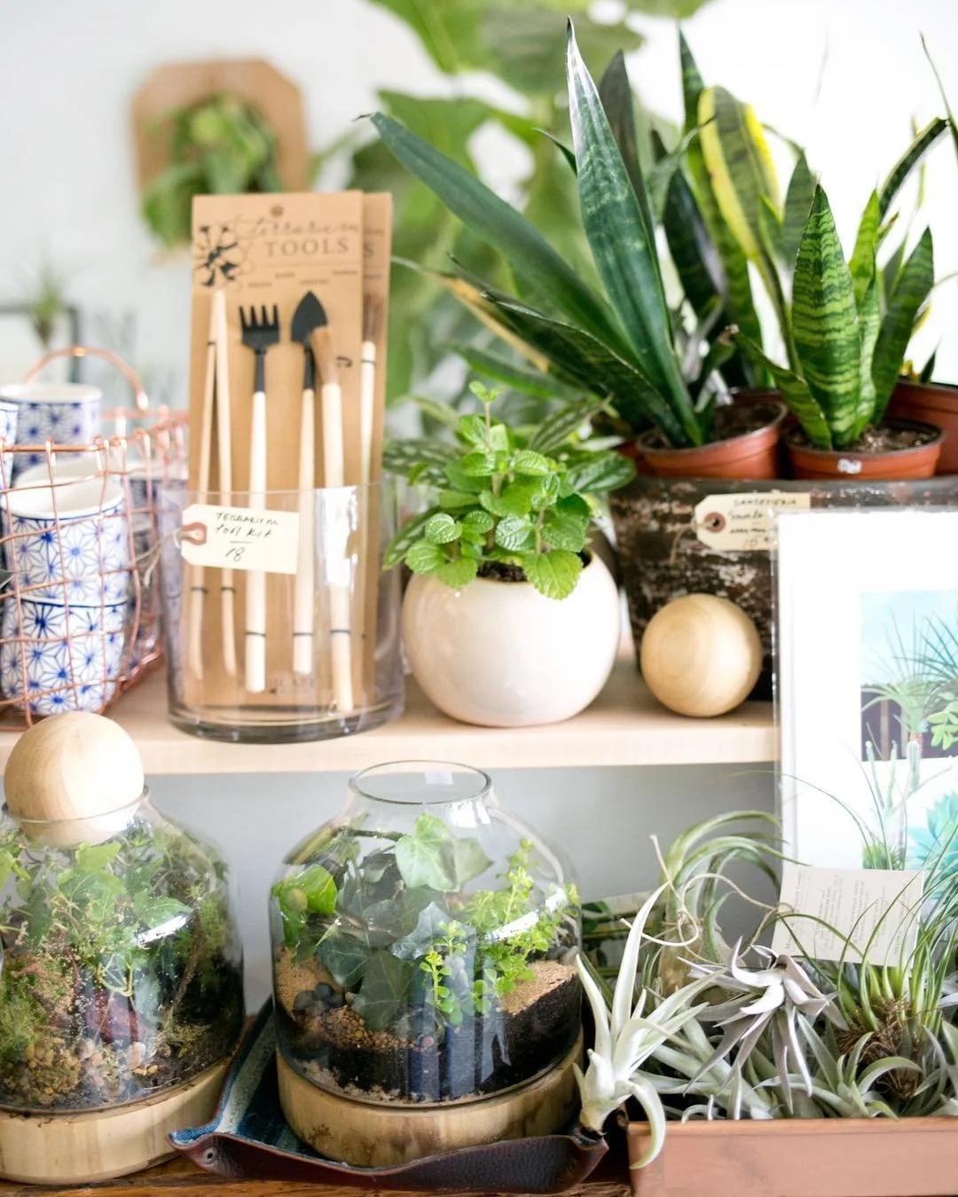 a plant shop shelf with a variety of greenery and terrarium making tools on it, great for a housewarming gift
