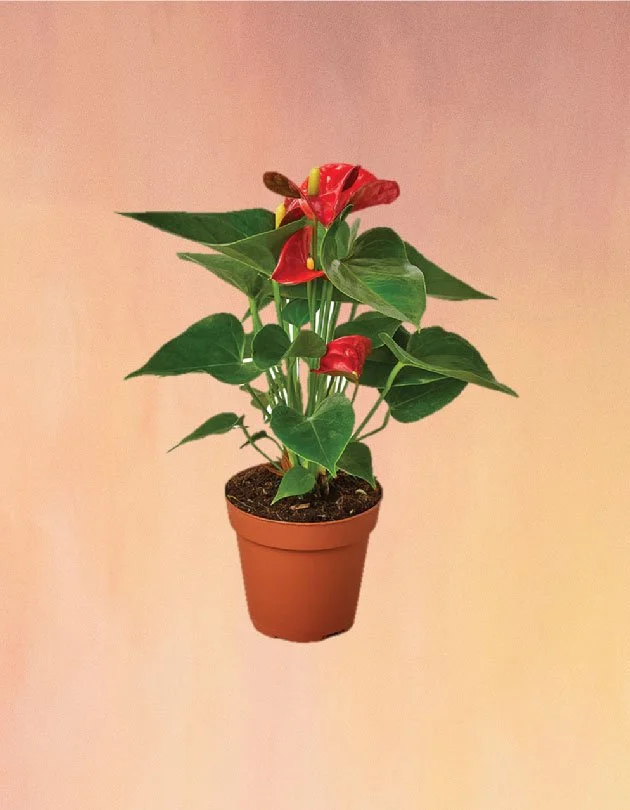 Anthurium  a beautiful heart-shaped spike, resembling a flower for all  year round beauty.  The Zen Succulent | Low Maintenance Greenery At Your  Doorstep
