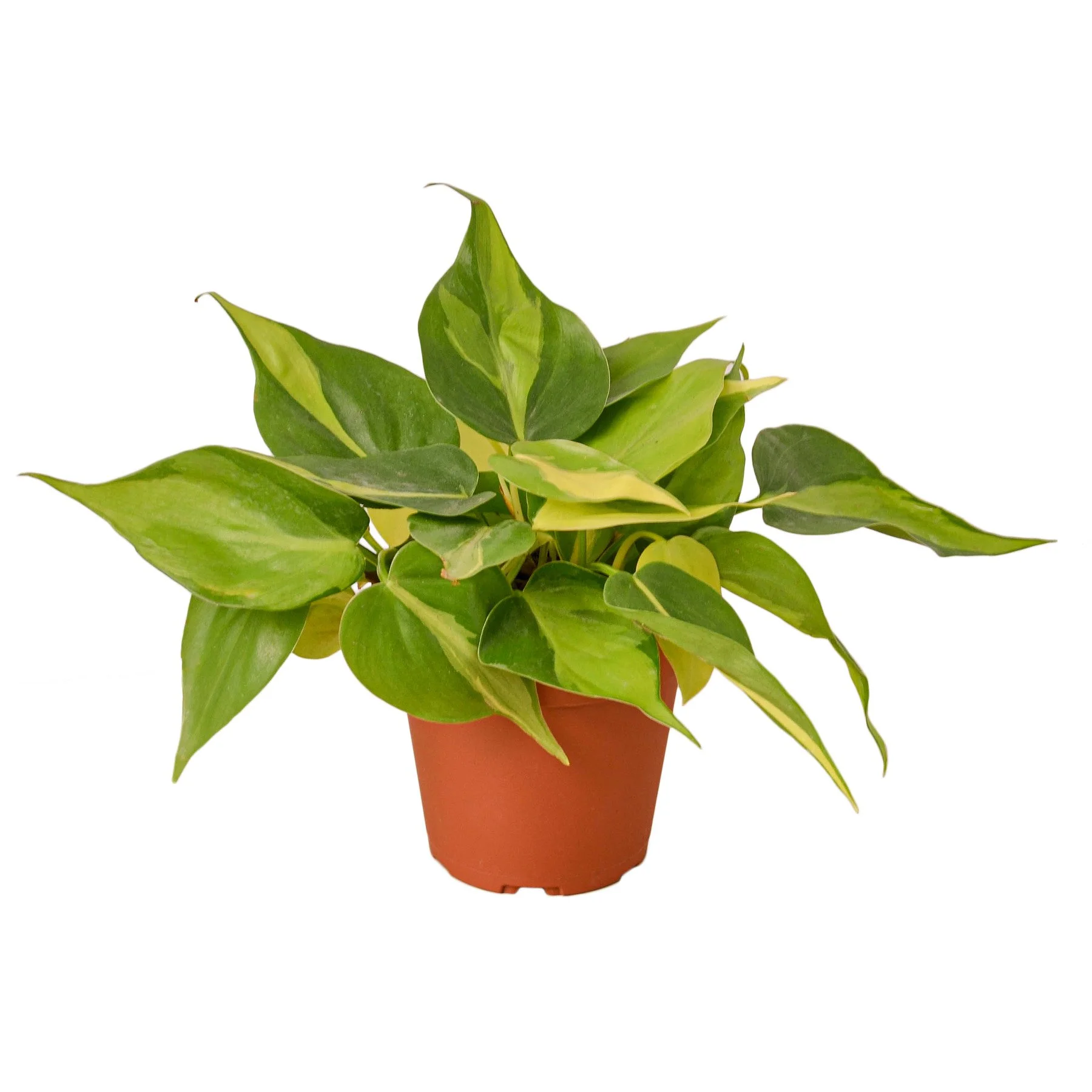 1-Philodendron-Brasil-4 MAIN.jpg