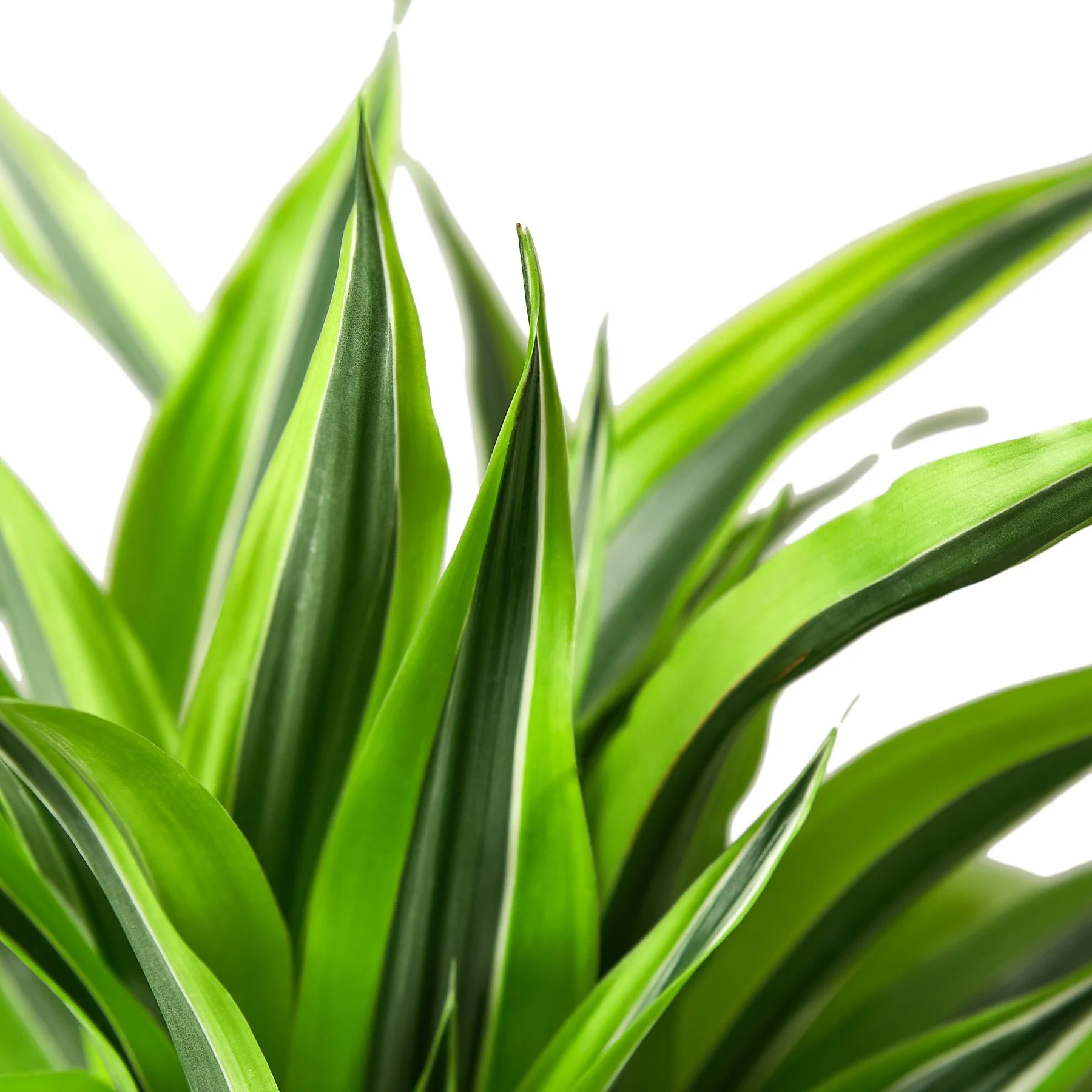 1-Dracaena-LemonLime-6-DETAIL.jpg