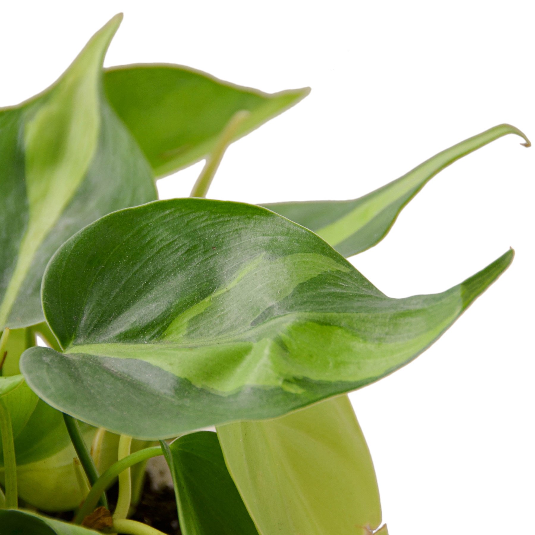 1-Philodendron-Brasil-4 DETAIL.jpg