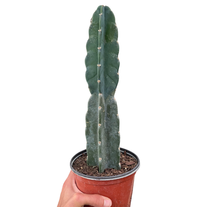 Cereus Cuddly Cactus Houseplant