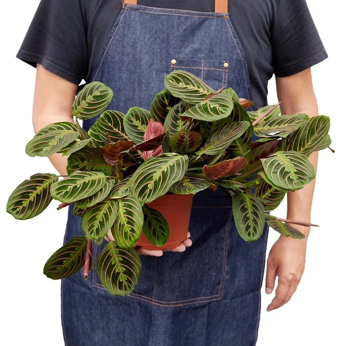Maranta Red Prayer The ZEN Succulent5 (1).jpg