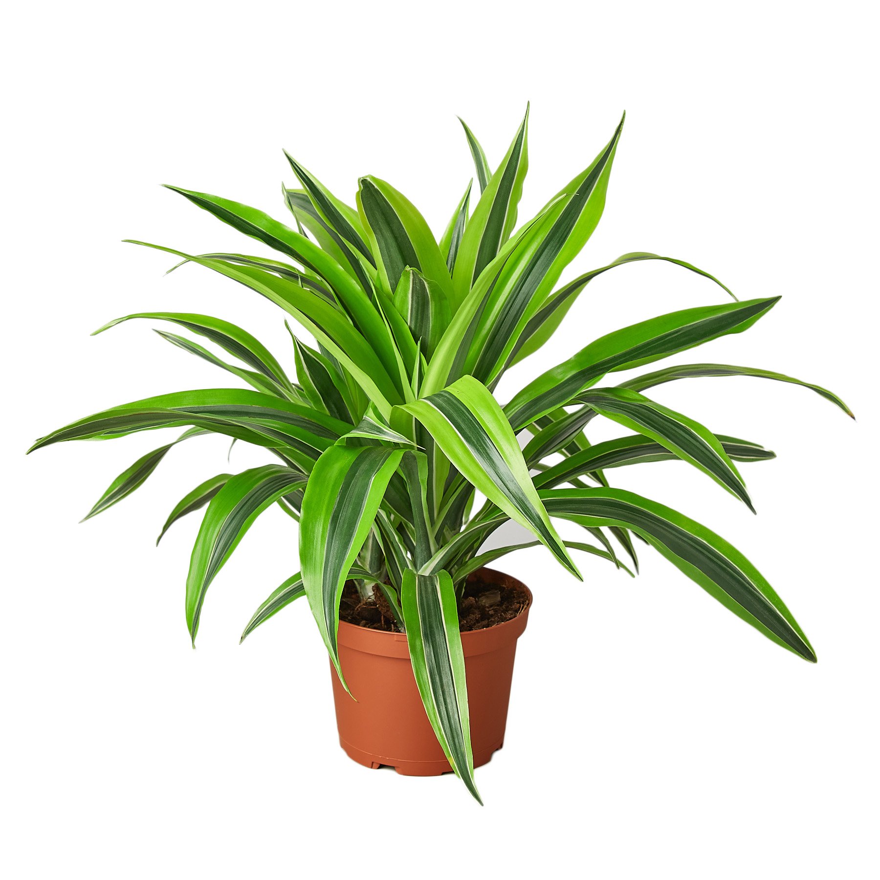 1-Dracaena-LemonLime-6.jpg
