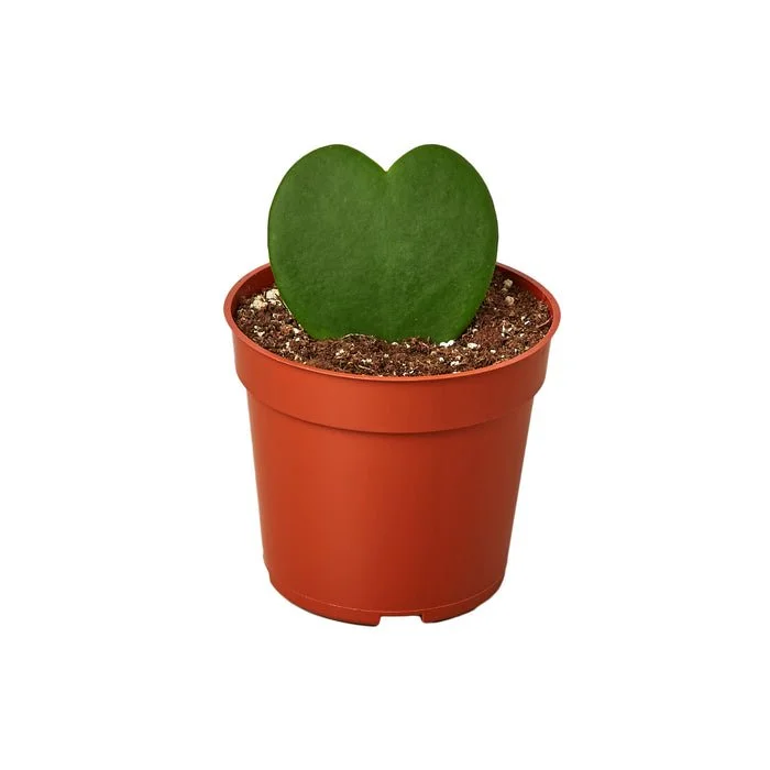 large succulents Tangletown Designed Succulent Bowl