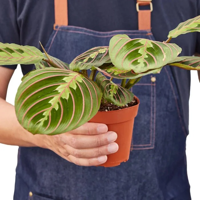 Maranta Red Prayer The ZEN Succulent3 (1).jpg