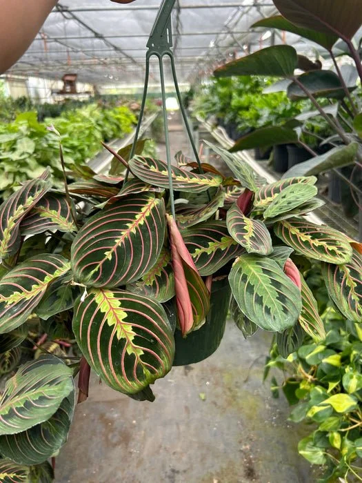 Maranta Red Prayer The ZEN Succulent7 (1).jpg