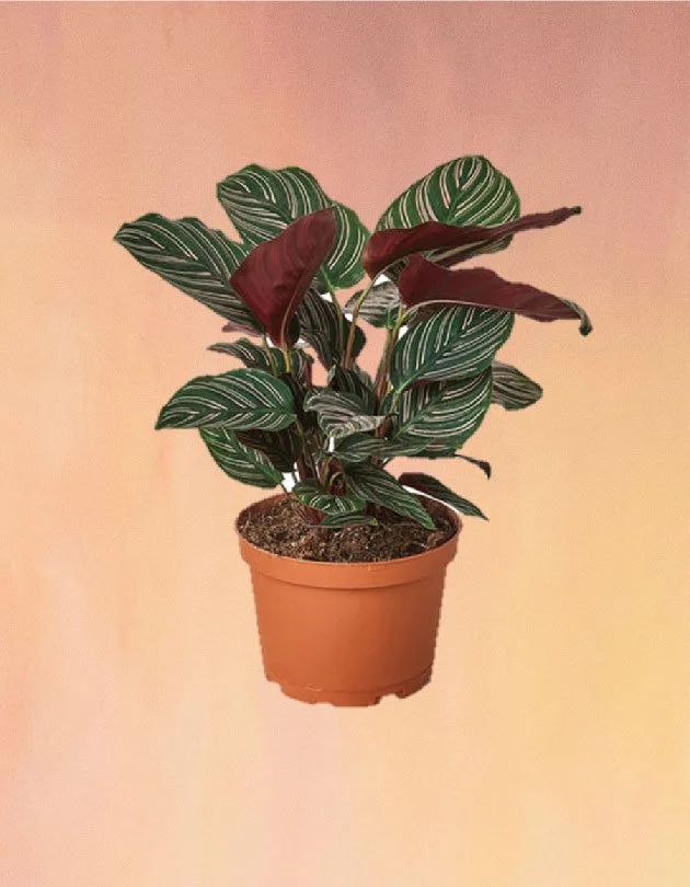 dracaena carmen Dracaena Art Carmen - Live Plant in an 8 Inch Growers Pot