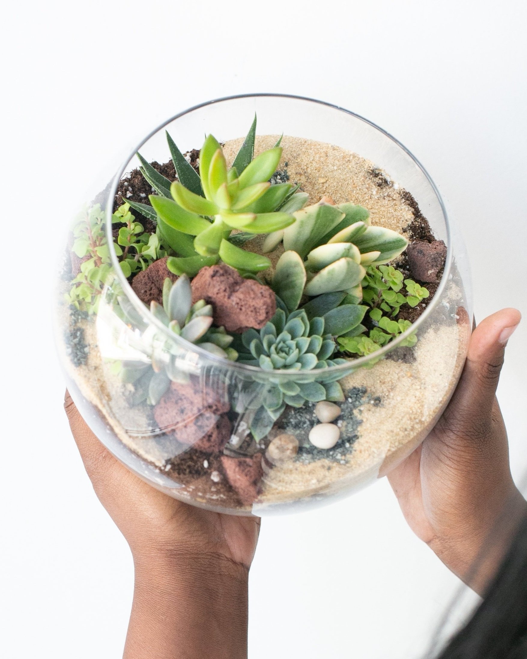 TERRARIUM SHOP ONLINE:KIT: Terrarium Green Wild