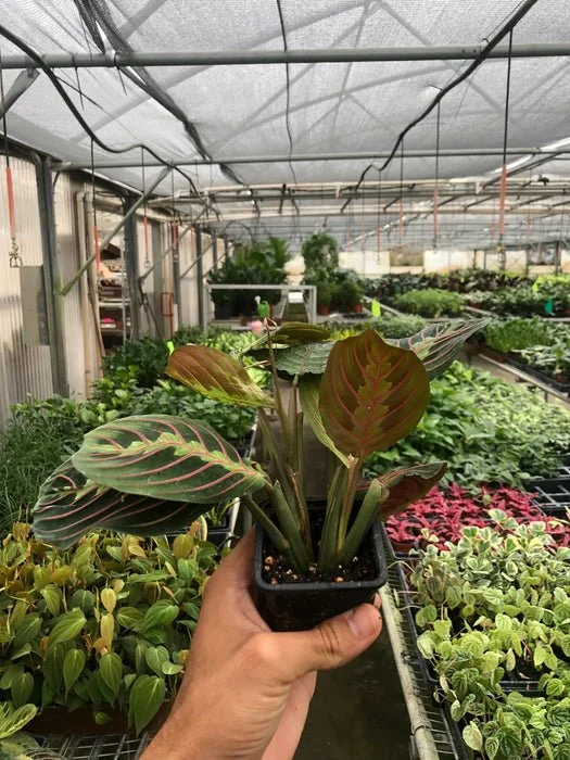 Maranta Red Prayer The ZEN Succulent6 (1).jpg