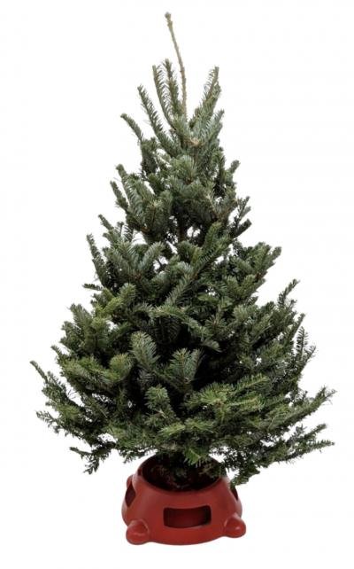 Tree Fraser Houseplant