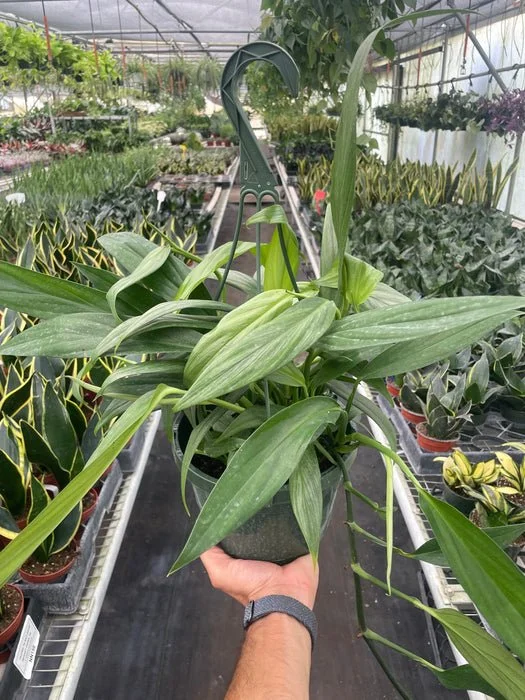 Pothos Silver Streak Var Houseplant
