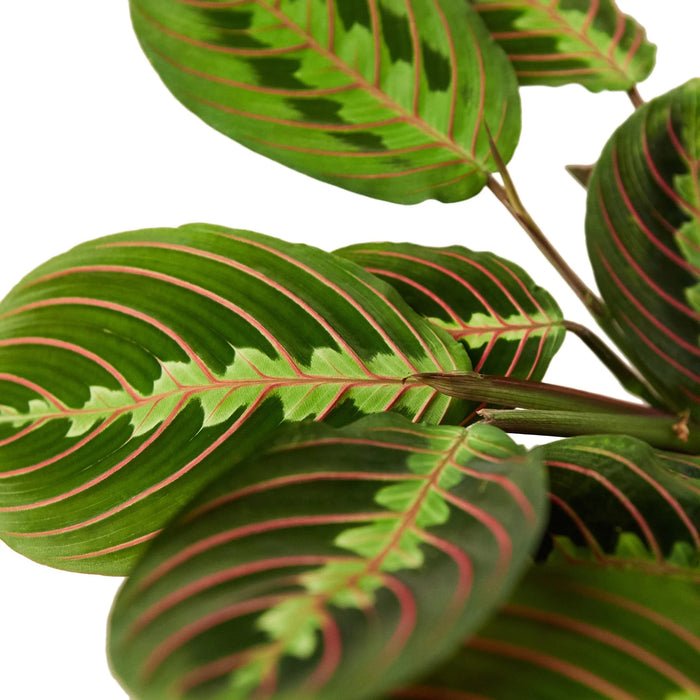 Maranta Red Rv Houseplant