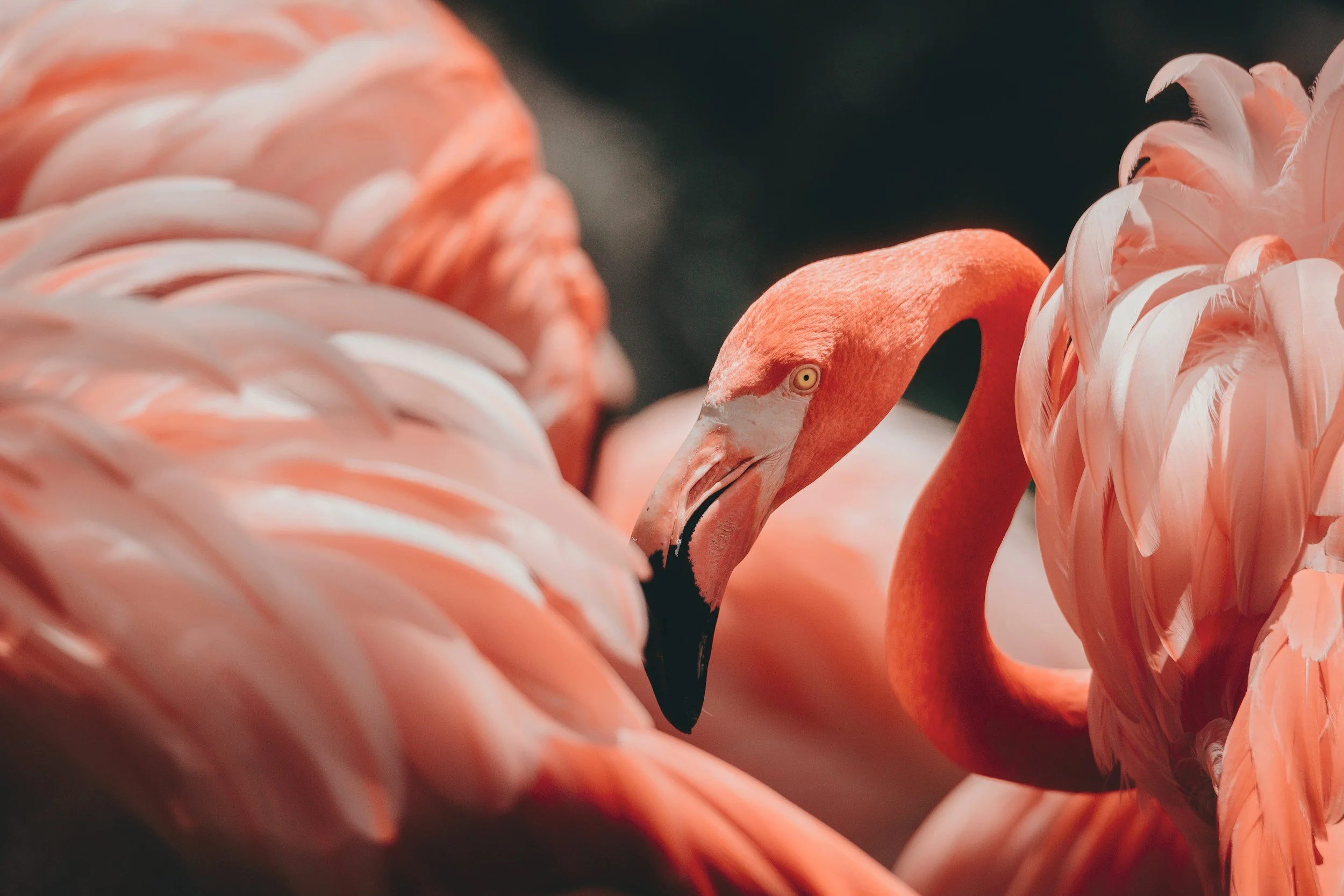 Let’s Flamingle Summer Market