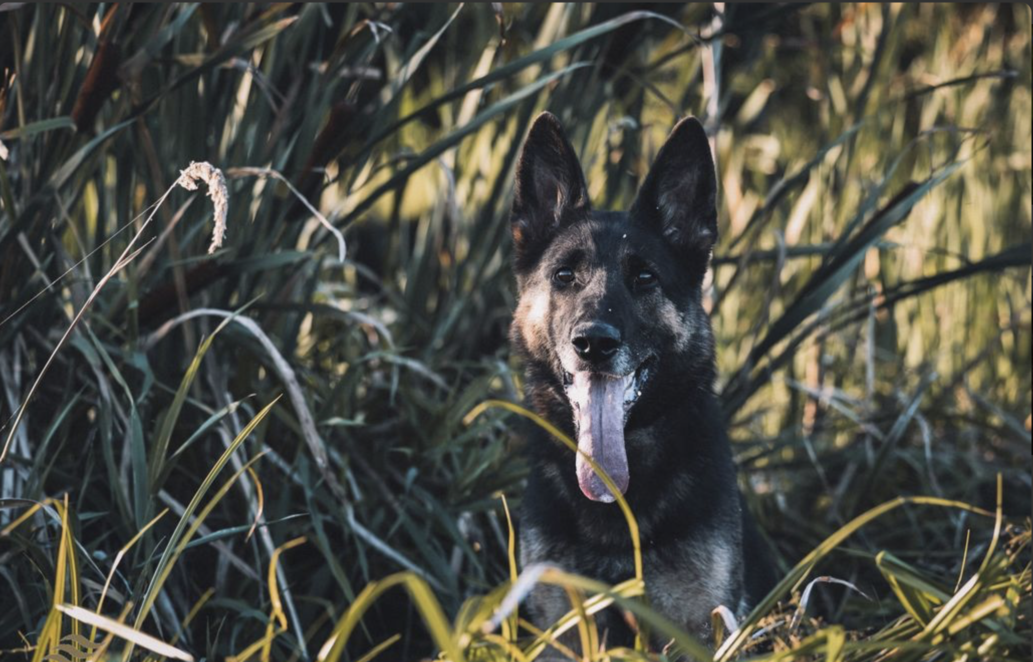Inga vom Fuchsstein IGP3 HD normal ED normal 
