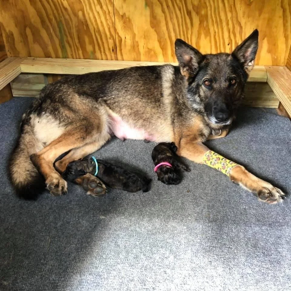 Welcome to the world A litter!