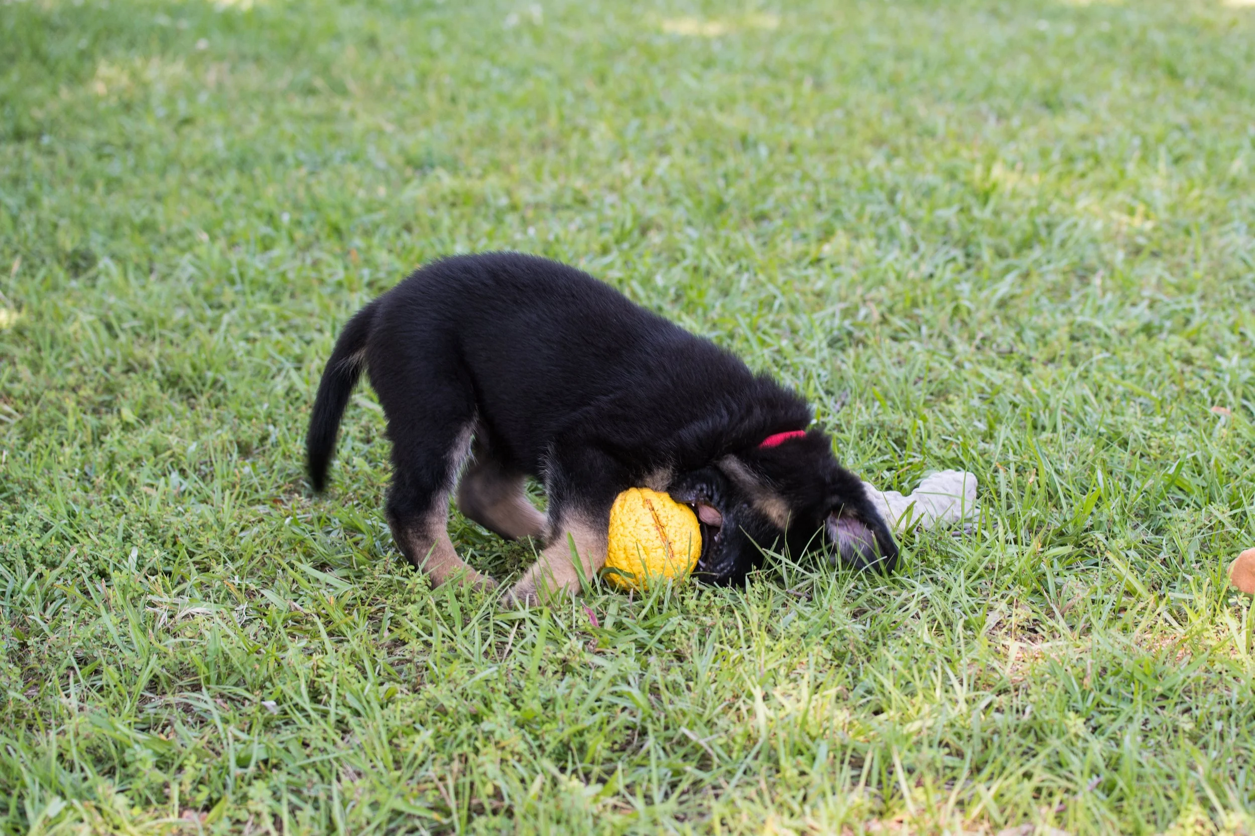 DSC_3955.jpg