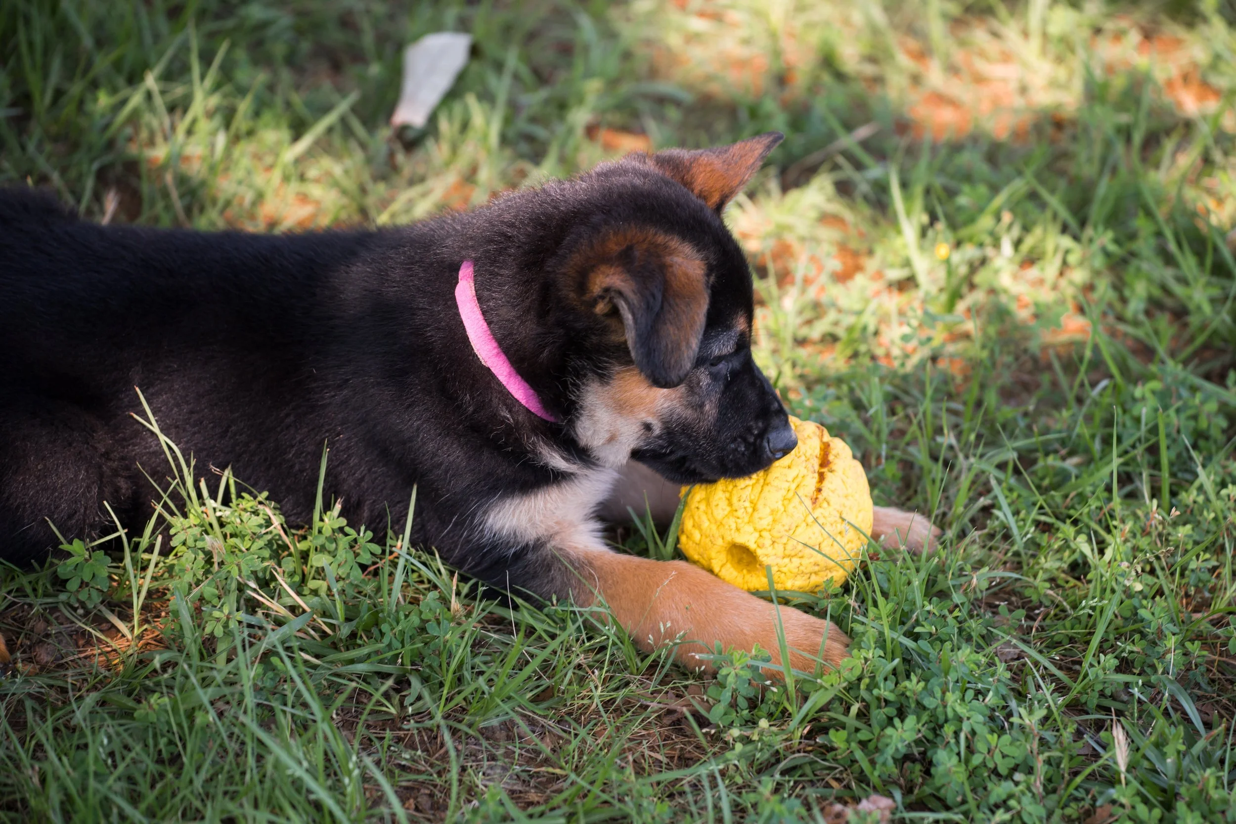 DSC_4013.jpg