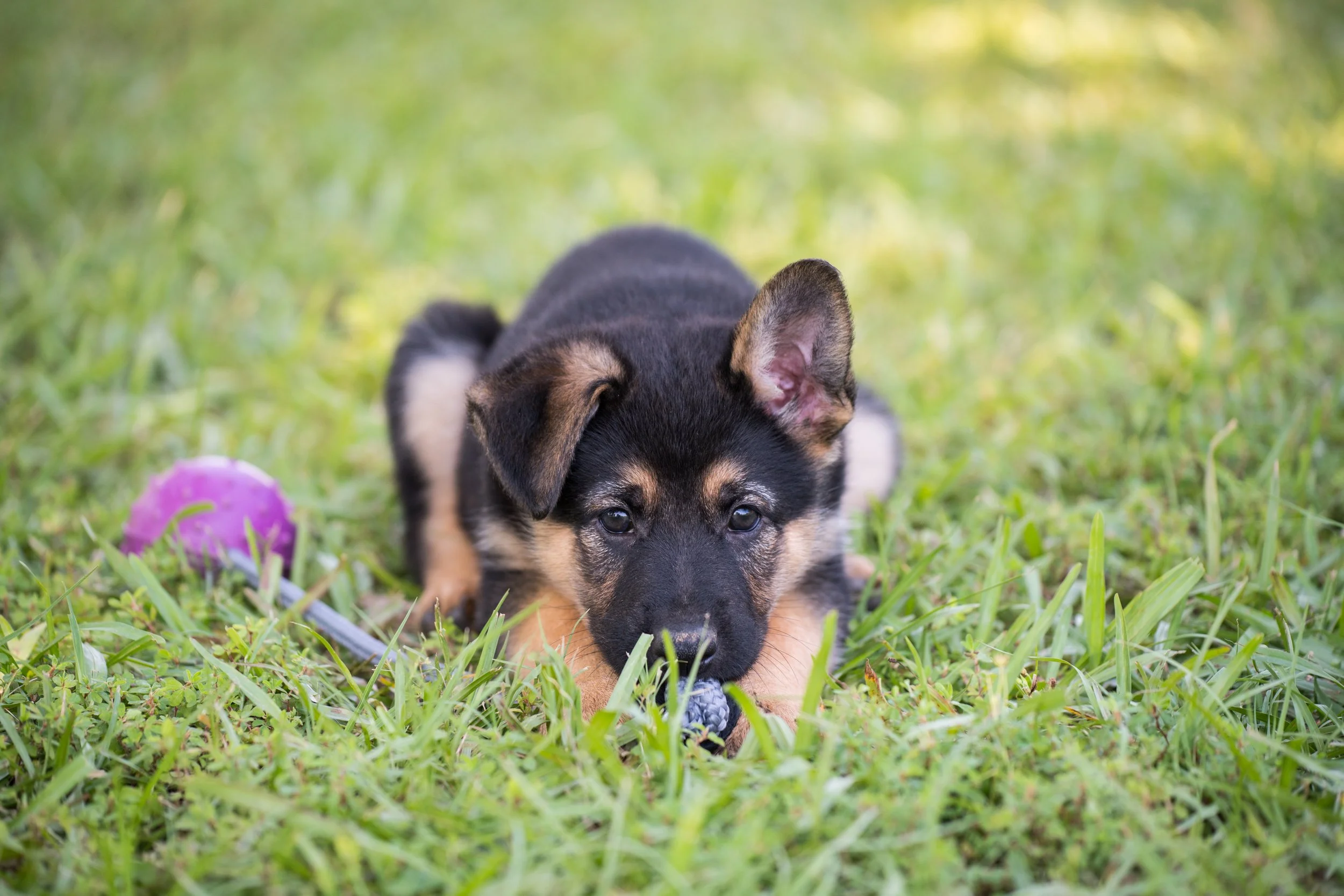 DSC_4102-2.jpg