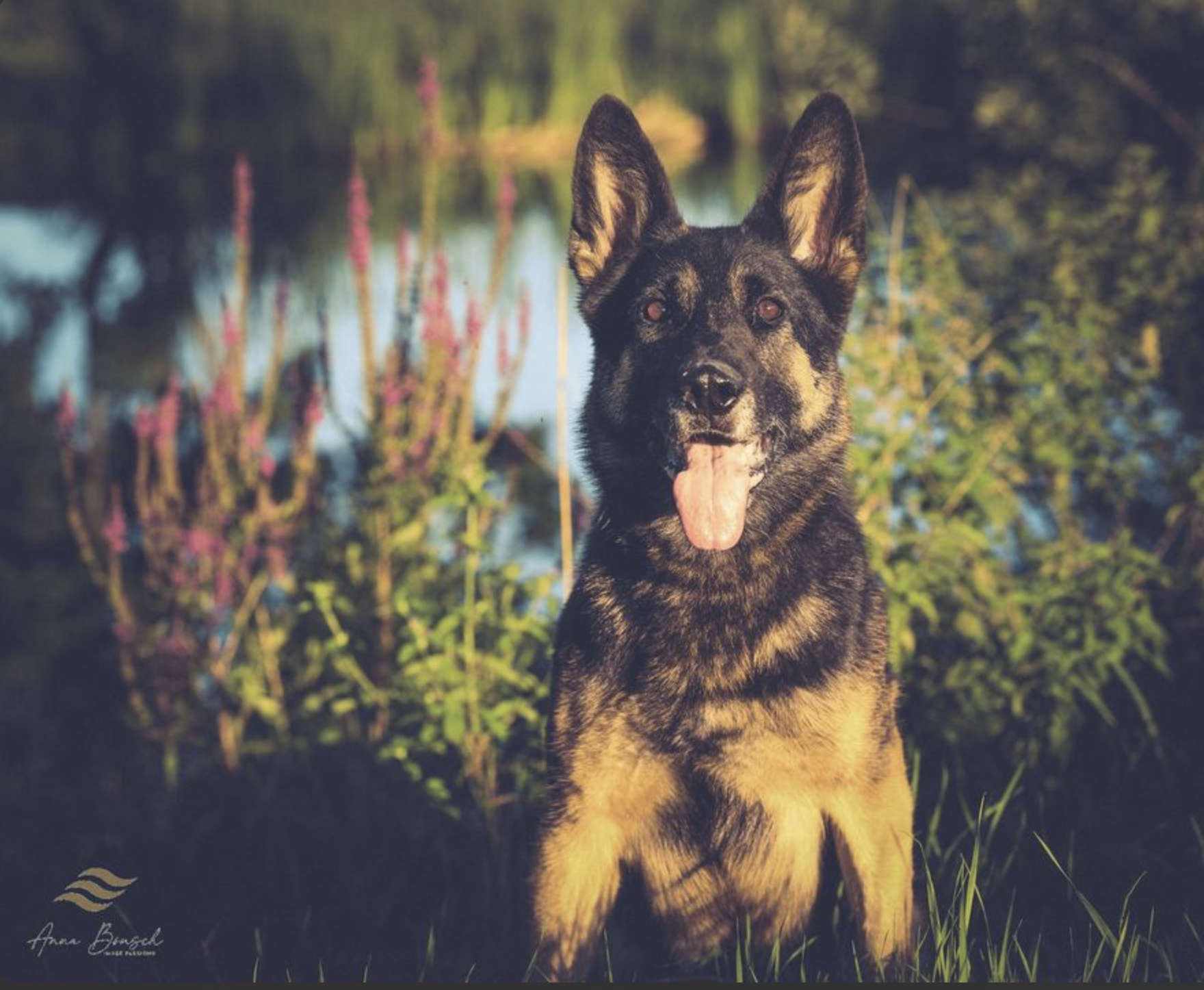 Pike del Lupo Nero IPO3 daughter 