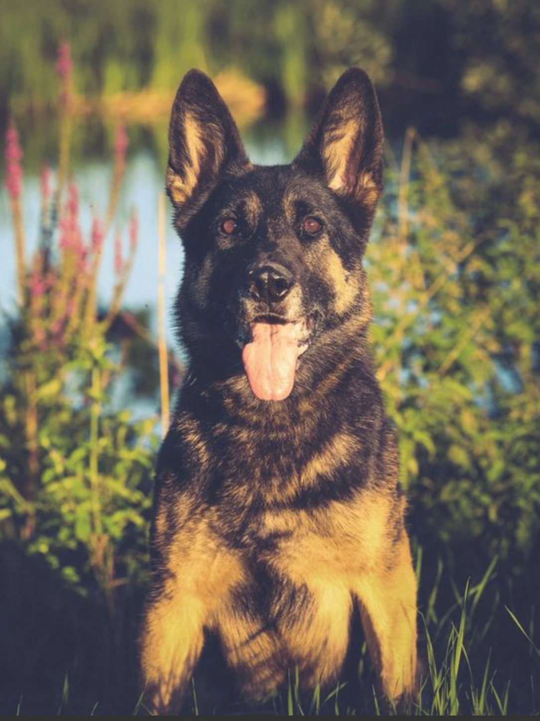 german shepherd - Inga vom Fuchsstein