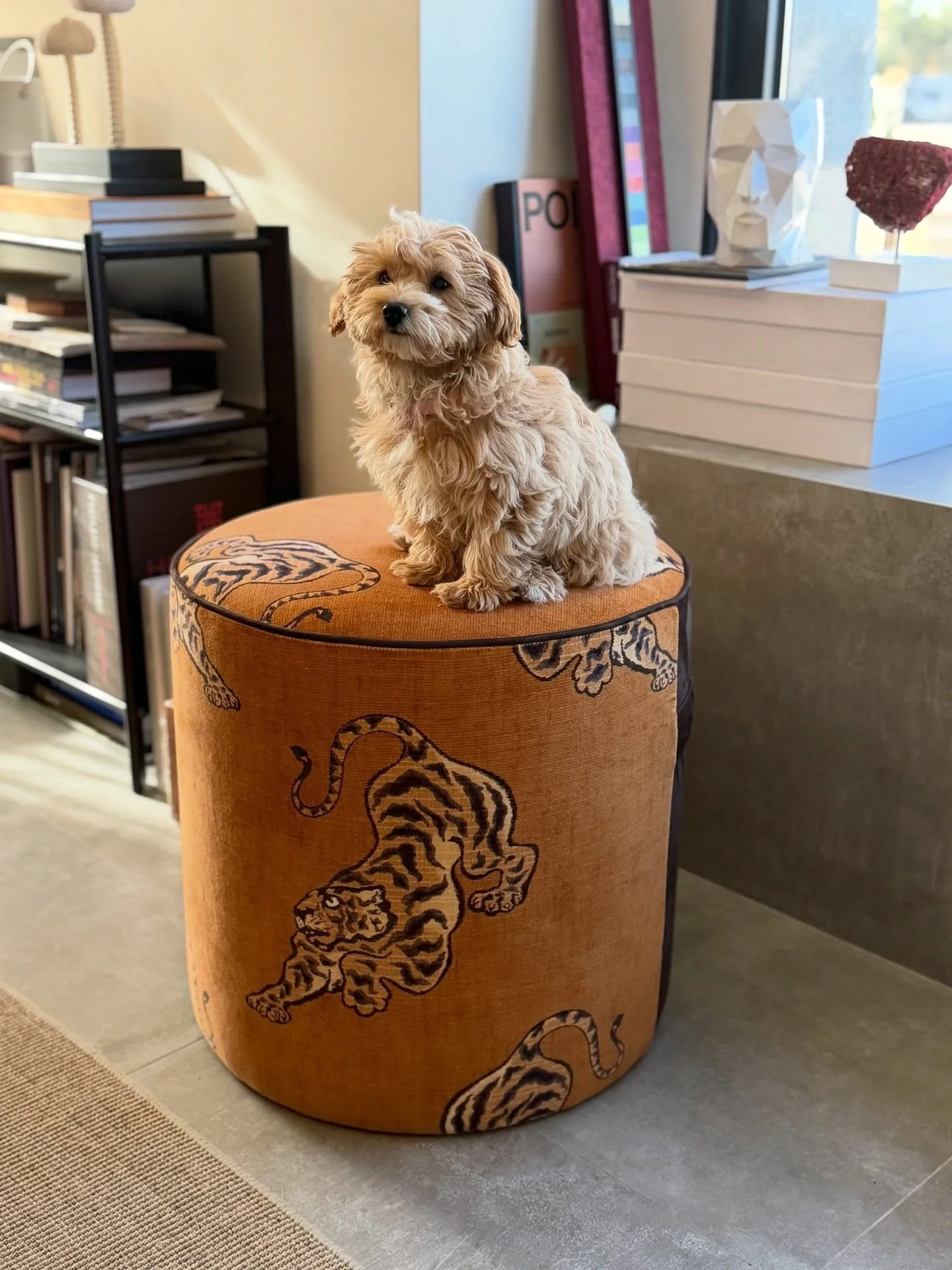 🅟🅣 H&aacute; pe&ccedil;as que se destacam. Outras que recebem aprova&ccedil;&atilde;o imediata. 🐾

Este elegante pouf, estofado com o exuberante tecido Bagan Velours by Manuel Canovas, ganhou hoje uma admiradora muito especial no Studio da Schilli