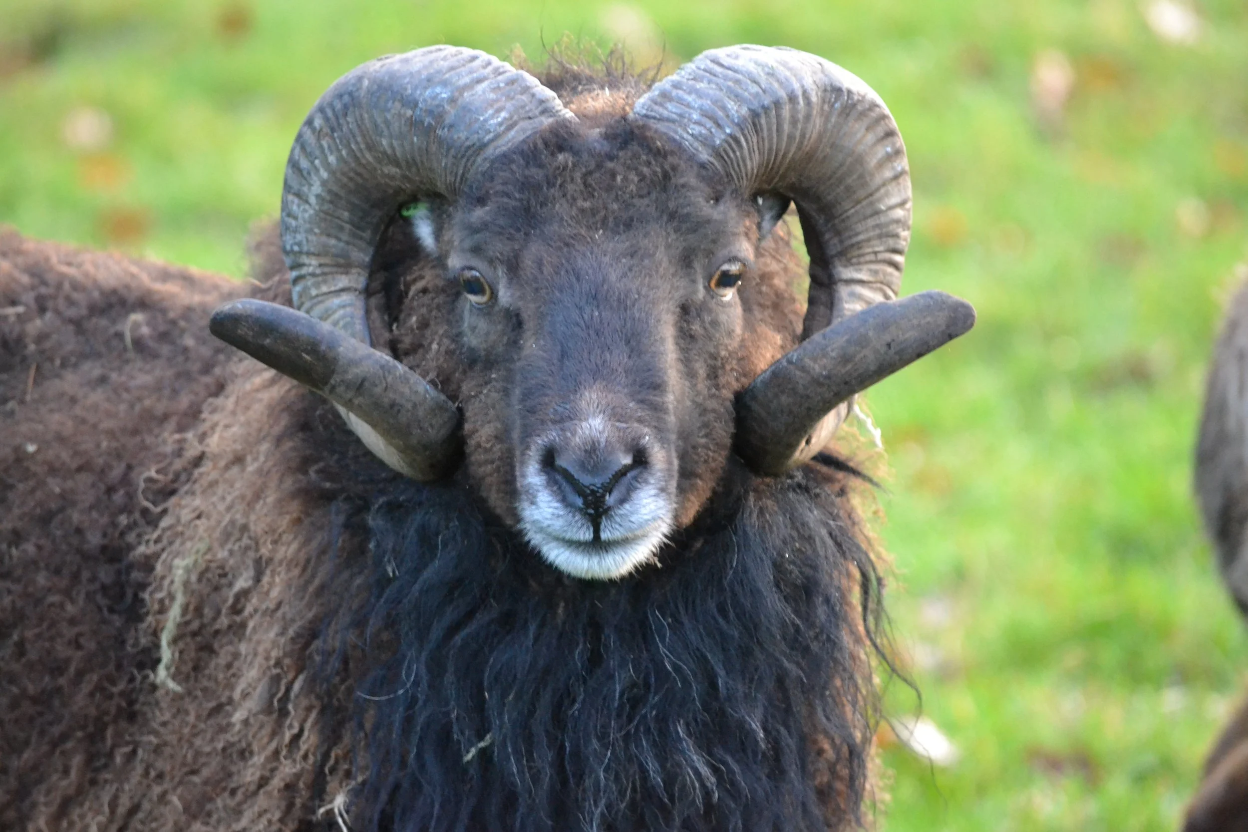 Soay Sheep: A Living Link to the Past