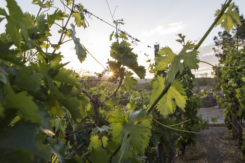 grapevines.jpeg