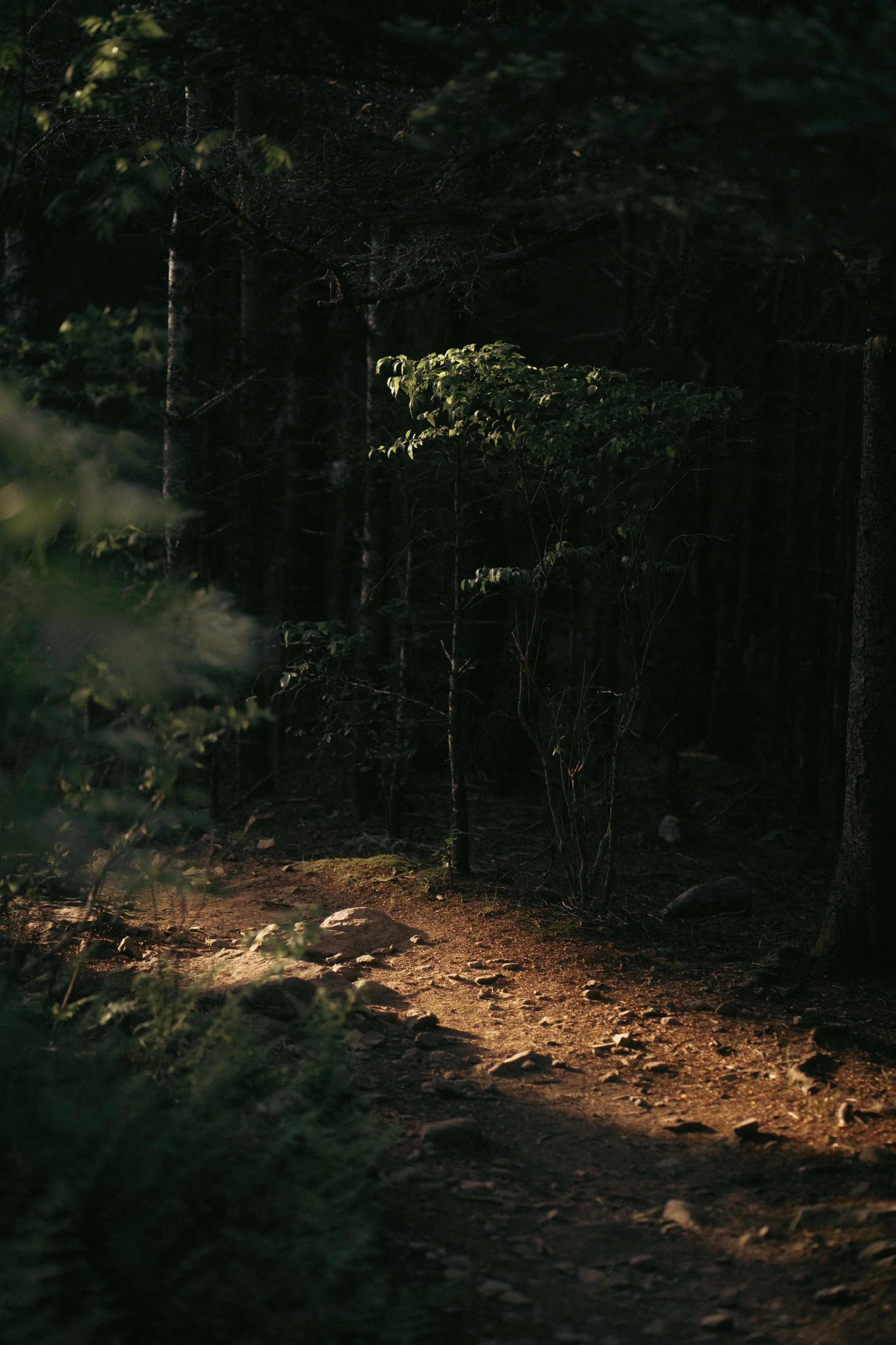 GraysonHighlands_63.jpg