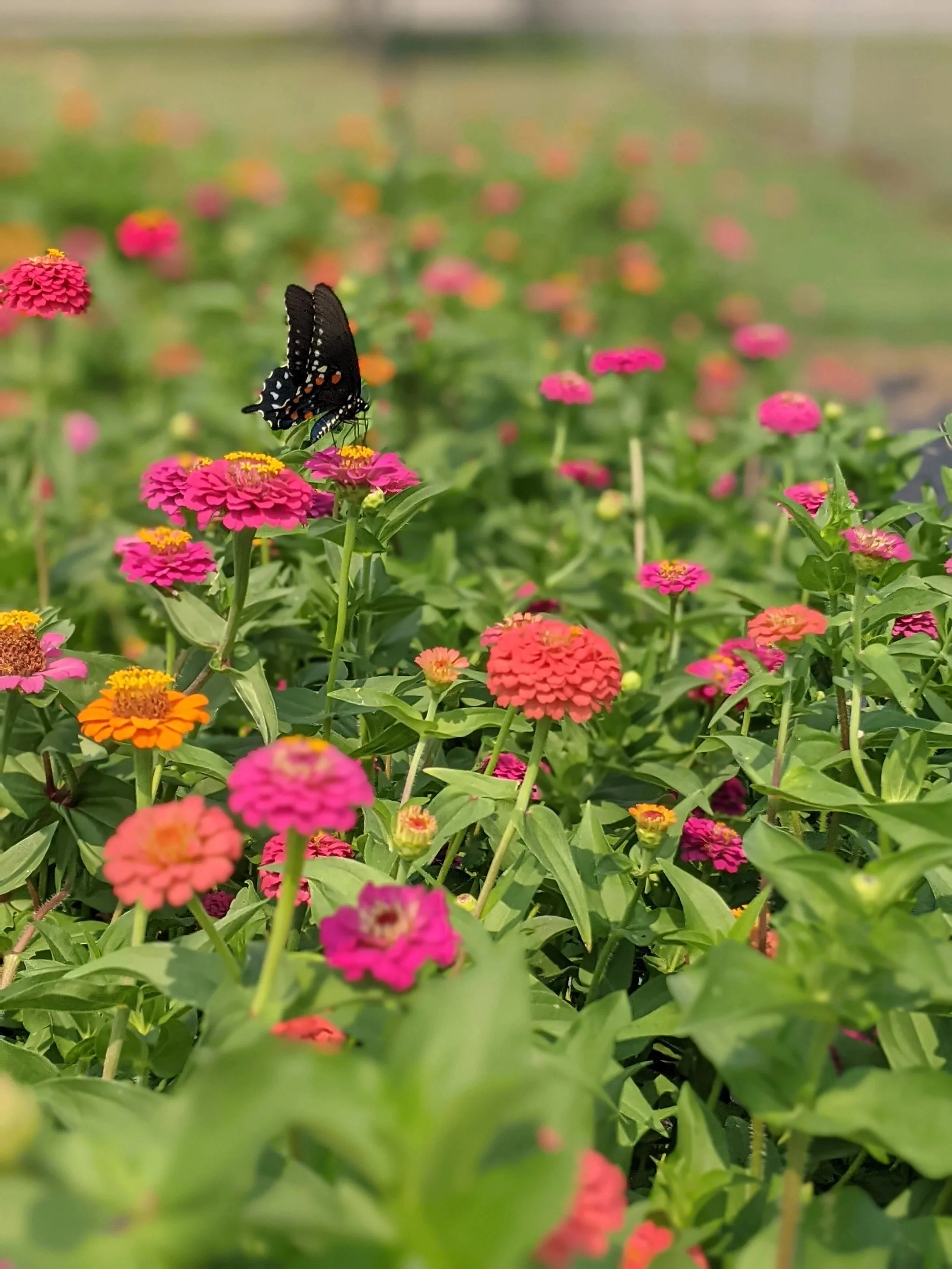 Flower Picking