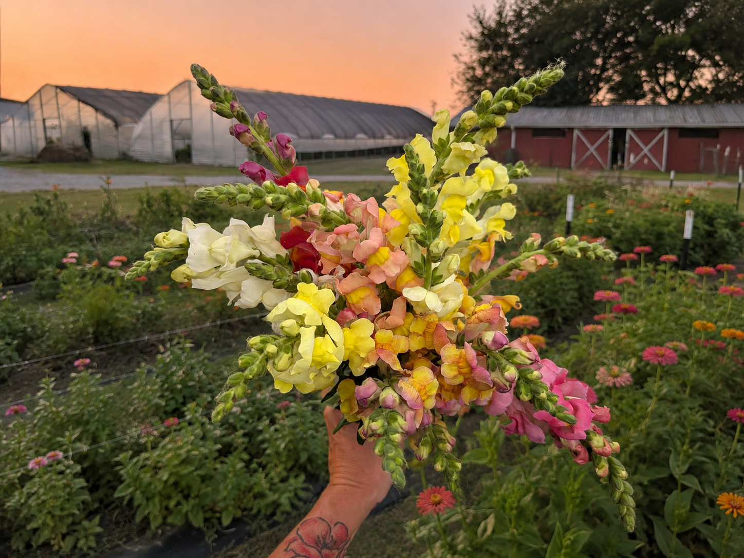 Flower Picking