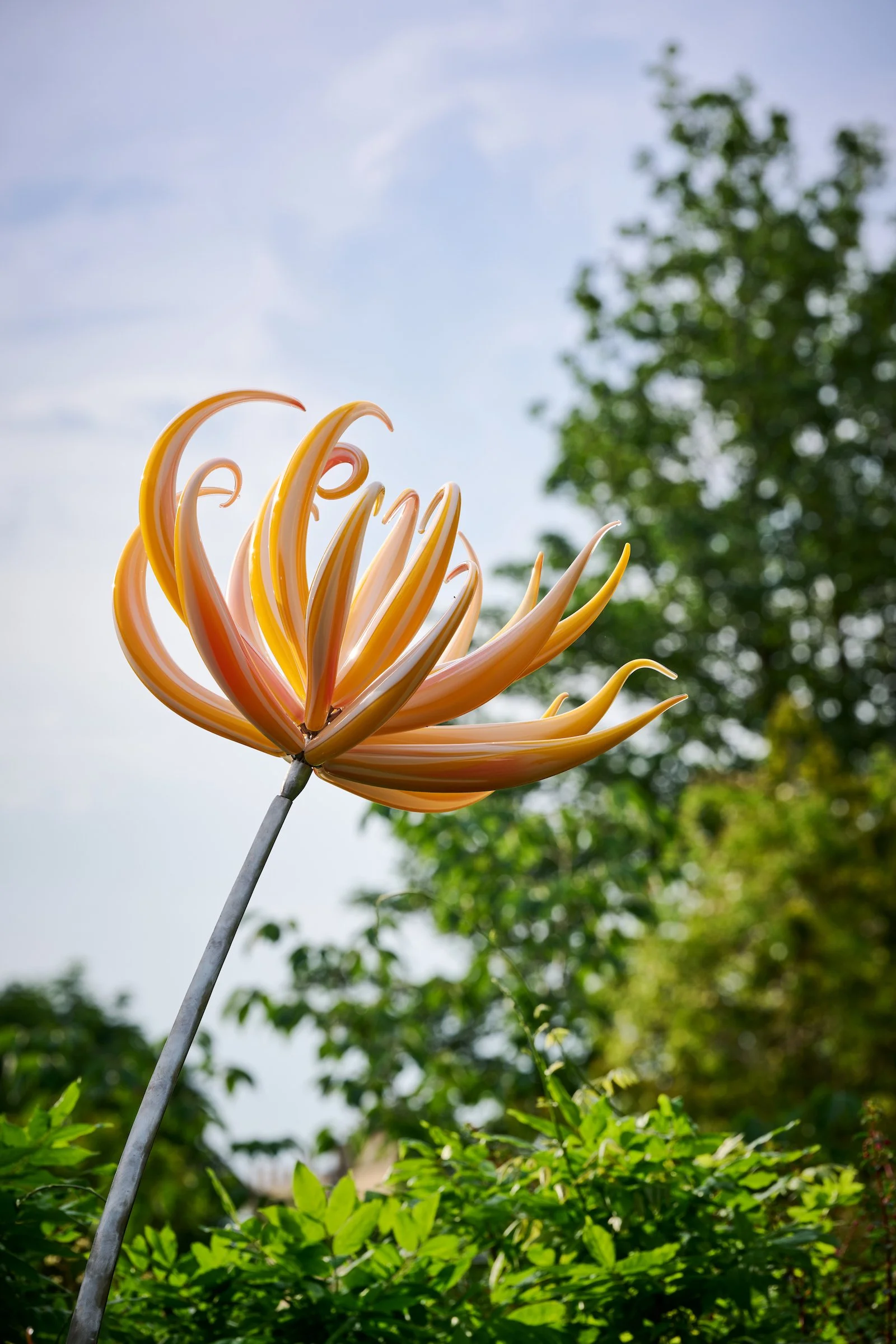 Neil Wilkin, Colour Catcher - Wild Flower
