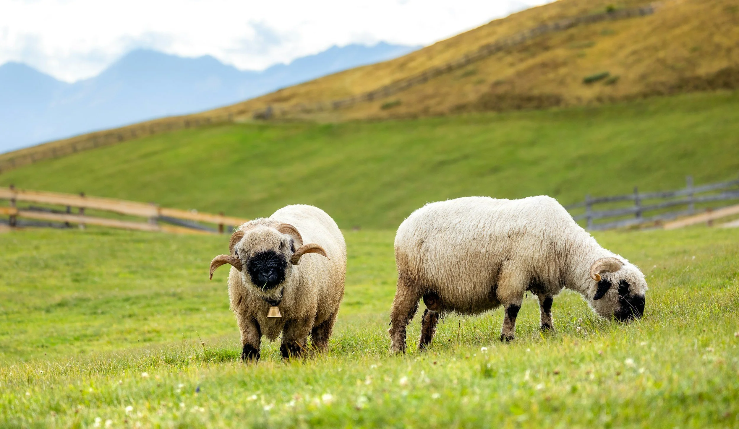 Two Valais Blacknose sheep grazing in a green field, with rolling hills in the background and mountains in the distance.