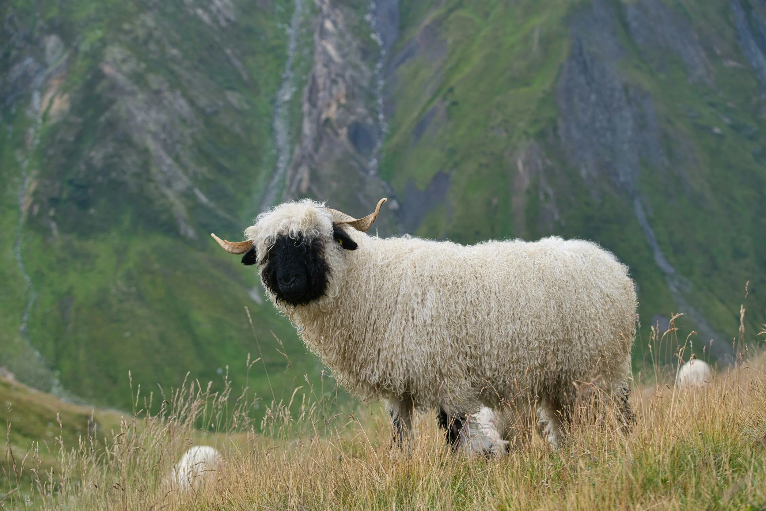 A Valais Blacknose Ewe with curly wool and black face standing in a grassy field with mountains in the background.