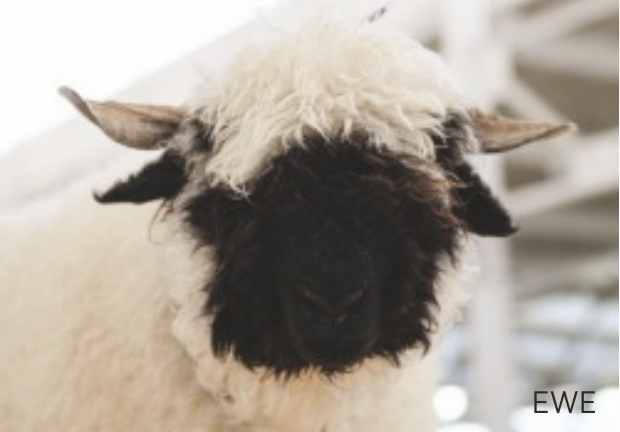 Close-up of a Valais Blacknose sheep with woolly white coat and black face, looking directly at the camera.