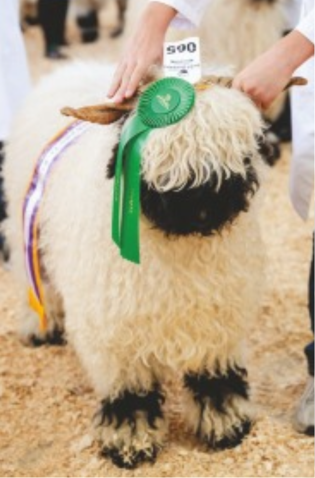 A fluffy Valais Blacknose sheep with a black face and knee spots, wearing a green ribbon rosette and a purple, yellow, and white grand champion ribbon, being awarded at a show.