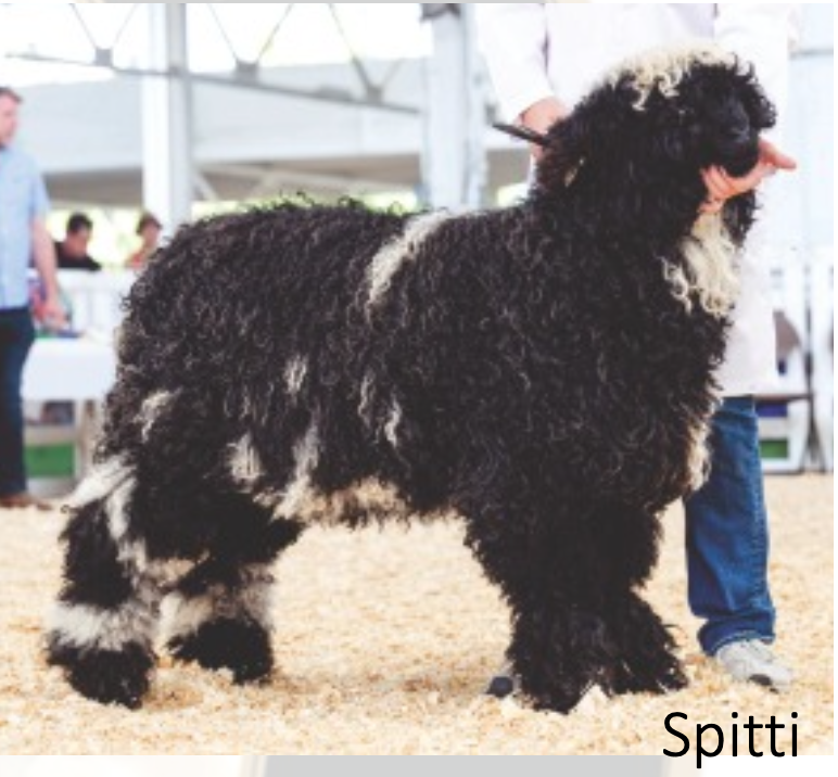 A large black and white Valais Blacknose Spitti sheep standing in a show ring, with people and a white structure in the background.